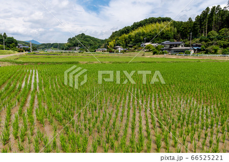 鳩山町 谷戸田の水田 66525221
