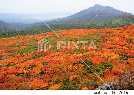 美しく色づいた三ツ石山の紅葉越しに望む岩手山 66526162
