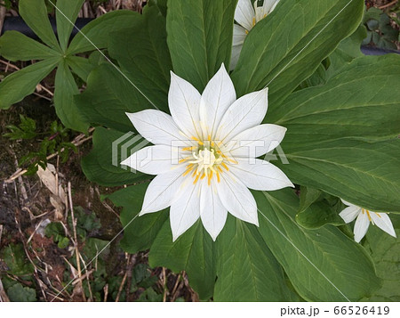 白い花 高山植物 の写真素材