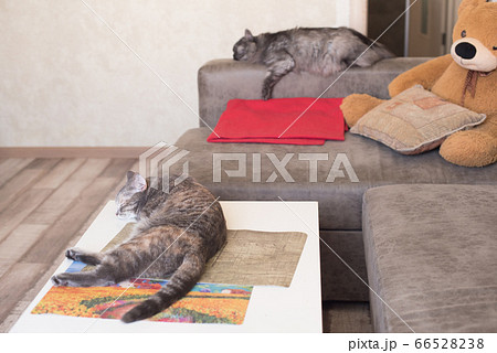 Two tired cats sleep in home apartments. 66528238