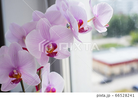 Orchid flower home on a window background. Floral 66528241