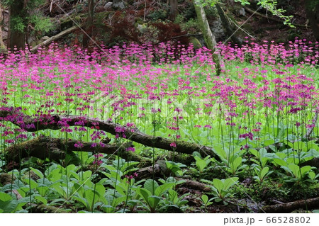 ちくさ湿原に群生する満開のクリンソウ 66528802