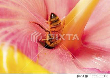 European honey bee European honey bee 66528810