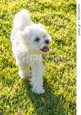 Adorable Maltese Puppy Playing In The Grass 66528994