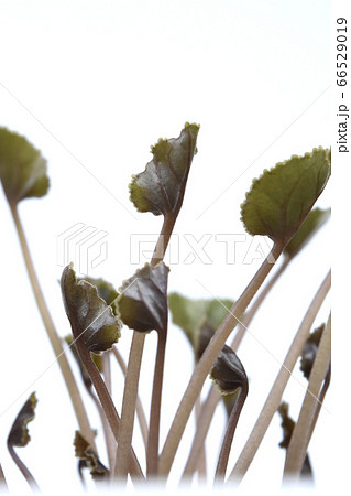 シクラメン球根の芽吹き ( fix撮影 ) シクラメン球根の芽吹き ( fix撮影 ) 66529019