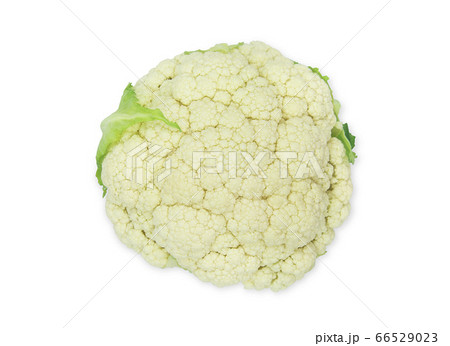 One head fresh organic white cauliflower on white 66529023
