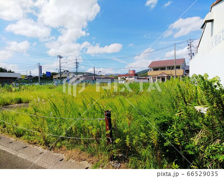 夏の終わりの晴れた日の草刈り前、雑草の生えた立ち入り禁止の空き地に百合の花とセイタカアワダチソウ 66529035