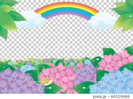 四季 6月 紫陽花と虹と背景白 ヨコのイラスト素材