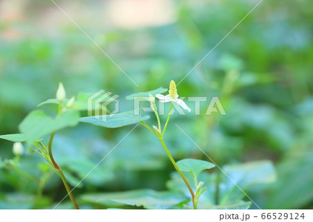 ドクダミの花 66529124