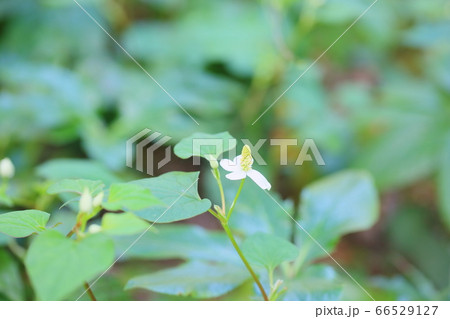 ドクダミの花 ドクダミの花 66529127