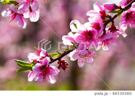 Beautiful blooming peach trees in spring garden 66530360