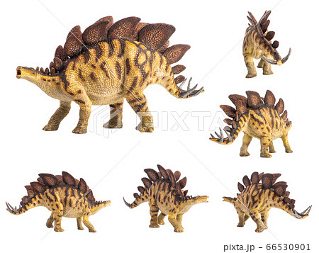 Stegosaurus Dinosaur on white background Stegosaurus Dinosaur on white background 66530901