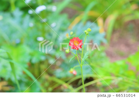 ゲウムの花 ファイヤーボール ゲウムの花 ファイヤーボール 66531014