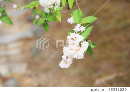 サラサウツギの花 66531020