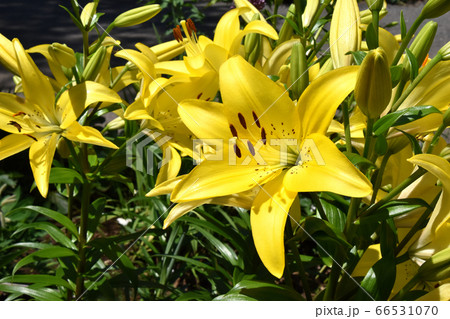 黄色い大輪の百合 66531070