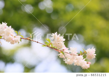 サラサウツギの花 サラサウツギの花 66531215