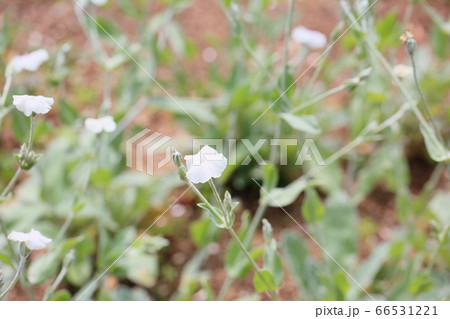 フランネルソウの花の写真素材