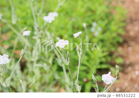 フランネルソウの花 66531222