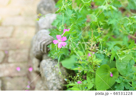 ゲラニュウムの花 ゲラニュウムの花 66531228