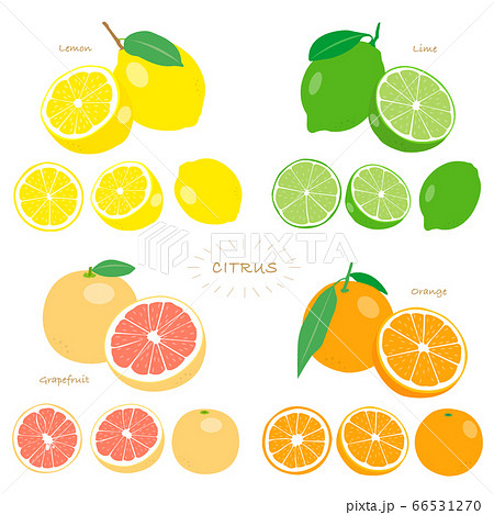 Citrus Fruit Setのイラスト素材