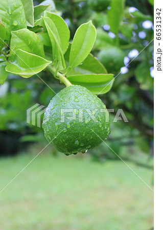熟する前の緑色のサワーポメロの果実 熟する前の緑色のサワーポメロの果実 66531342