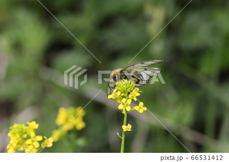 ウスバシロチョウ ウスバシロチョウ 66531412