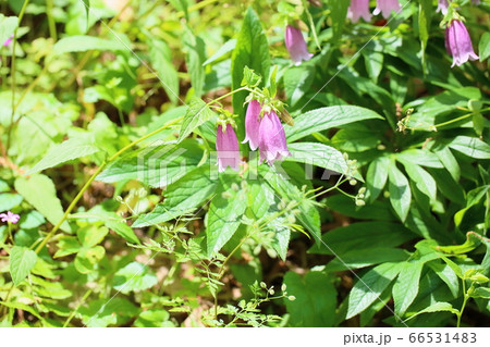 ホタルブクロの花 カンパニュラの写真素材