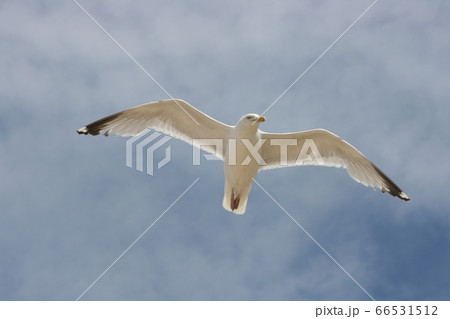 flying gull (Larus flying gull (Larus 66531512
