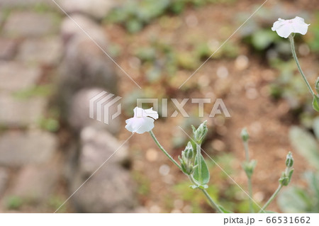 フランネルソウの花の写真素材