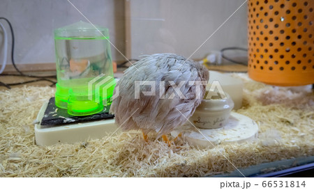 食事中のヒメウズラ 食事中のヒメウズラ 66531814