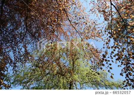 Autumn leaves close up in denmark Scandinavia Autumn leaves close up in denmark Scandinavia 66532057