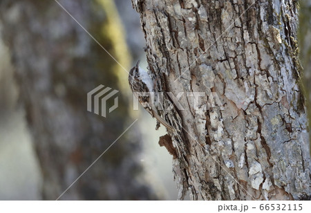 幹を登るキバシリ 幹を登るキバシリ 66532115