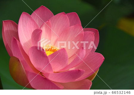 蓮の花 66532146