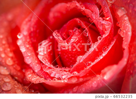 Rose with drop 66532235