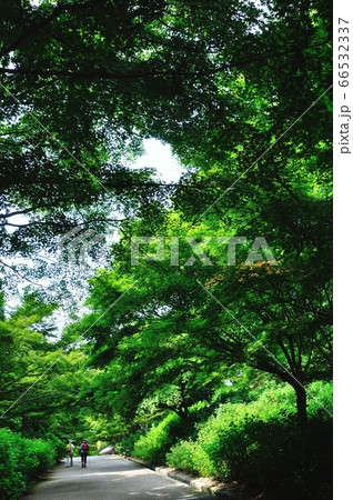 森林植物園 森林植物園 66532337