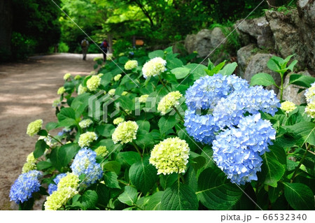 森林植物園のアジサイ 森林植物園のアジサイ 66532340
