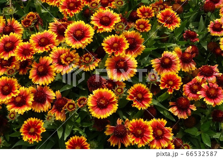 ガイラルディア　02 66532587