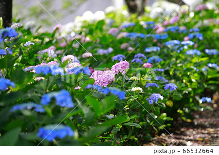 あじさい 66532664
