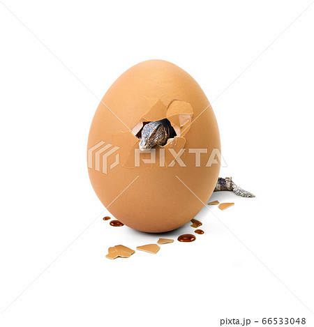 Water monitor in egg 66533048