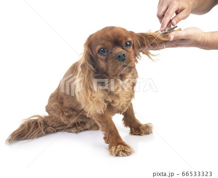 cavalier king charles 66533323