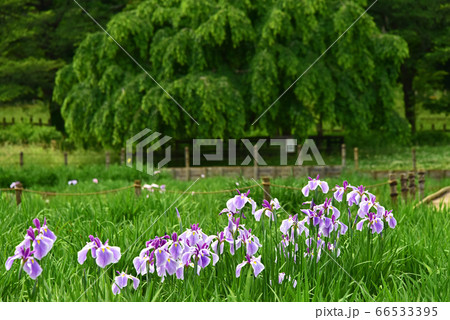 菖蒲の花 菖蒲の花 66533395
