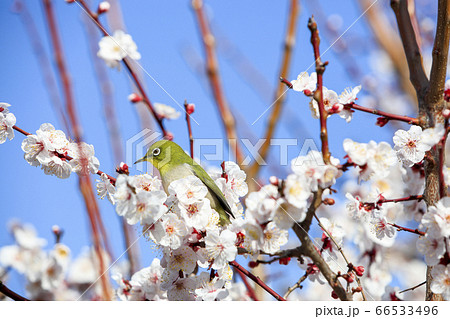 梅の花の枝で休憩しているメジロ【大阪城公園-2月】 66533496