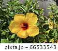 ハイビスカス 66533543