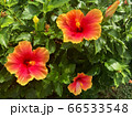 ハイビスカス 66533548