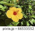 ハイビスカス 66533552