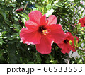 ハイビスカス 66533553