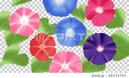 日式插畫牽牛花 日式插畫牽牛花 66533743