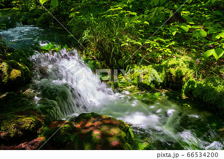 五色沼自然探勝路の新緑風景　青沼に流れる小川　福島県北塩原村 66534200