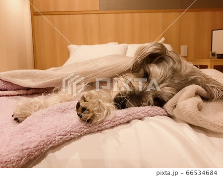 すず睡眠中 66534684