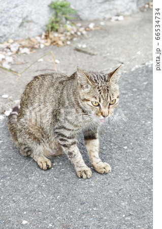 あっかんべしているねこ あっかんべしているねこ 66534734